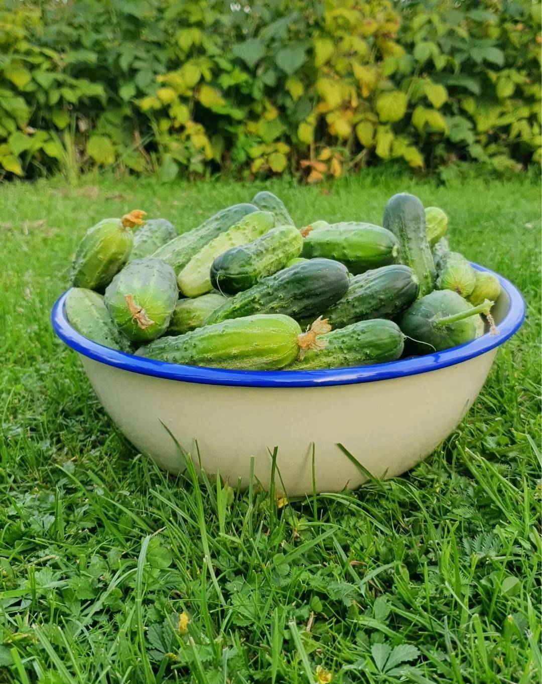 Miska Emaliowana ◦ bardzo duża ◦ 30 cm ◦ Krem budyniowy z szafirem ◦ - obrazek 5
